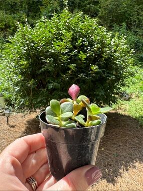 Jade Plant Starter - Rooted